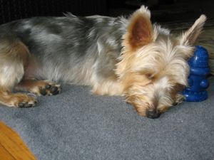 Joey the cute dog